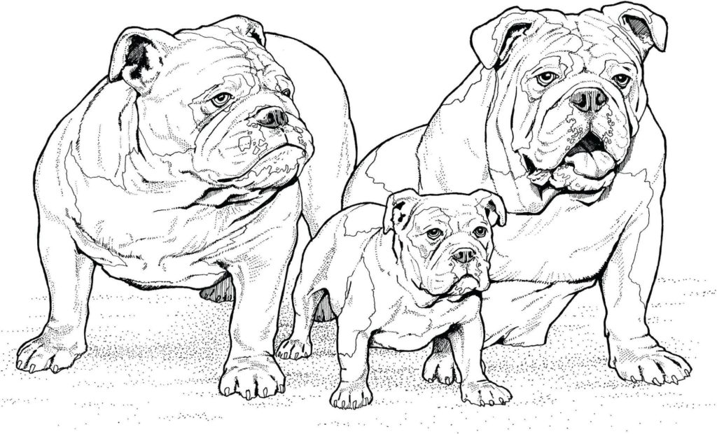 familia bulldog