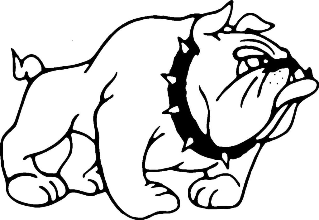 Wütende Bulldogge