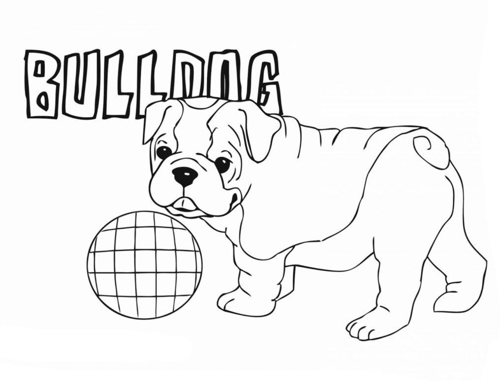 Bulldog con una pelota
