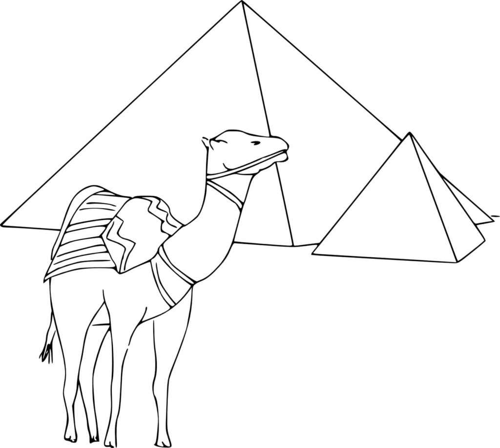 Camello y pirámides