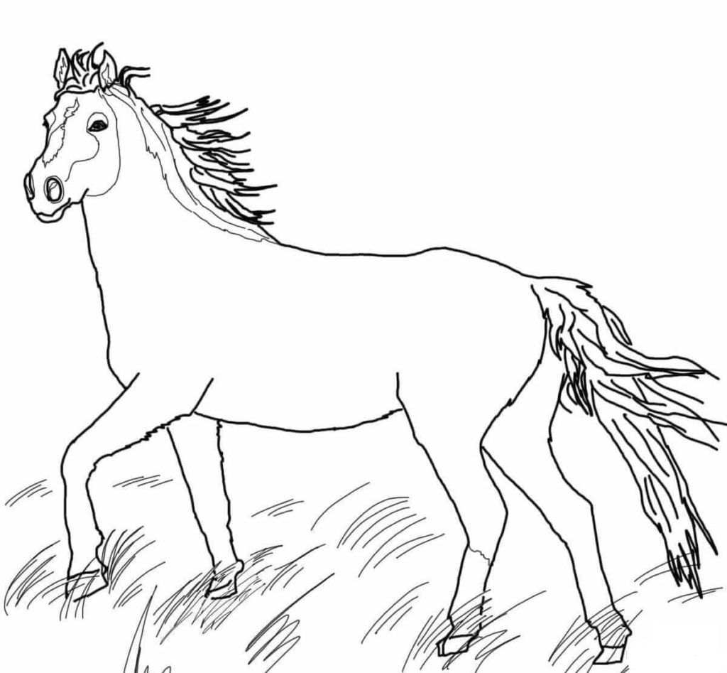 erwachsenes Pferd