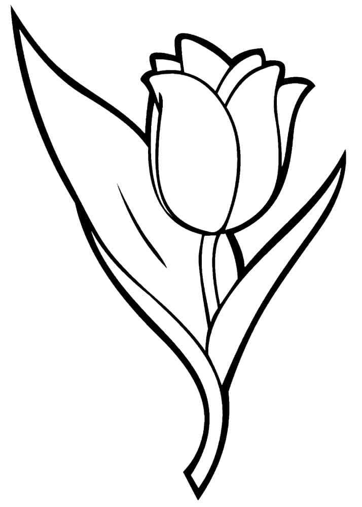 bel tulipano