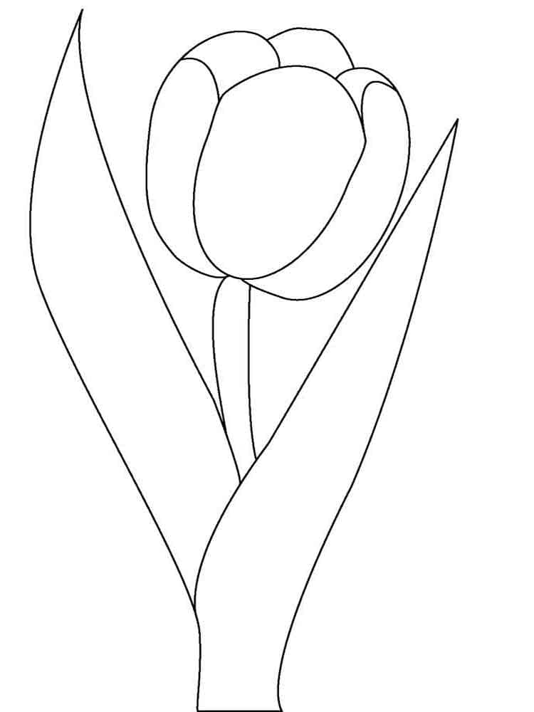 patrón de tulipán