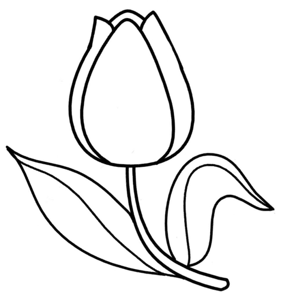 Tulip on March 8