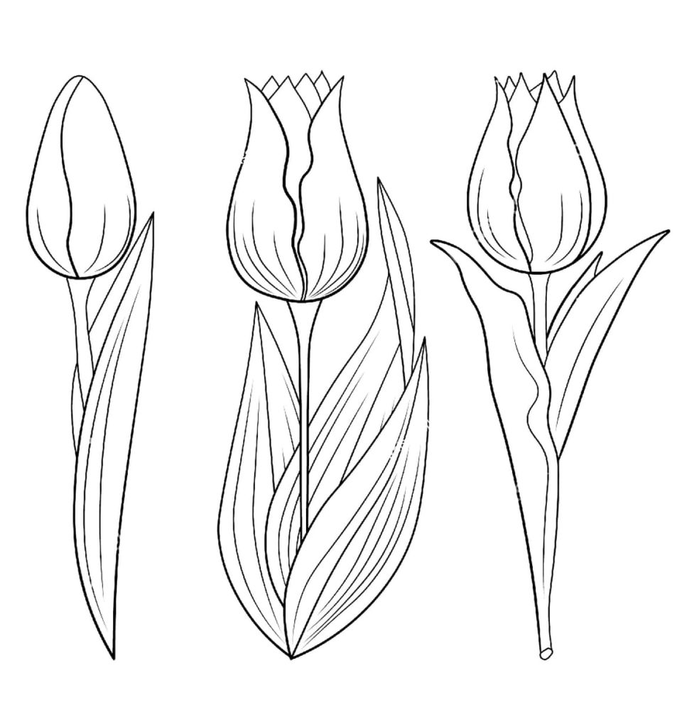 three tulips