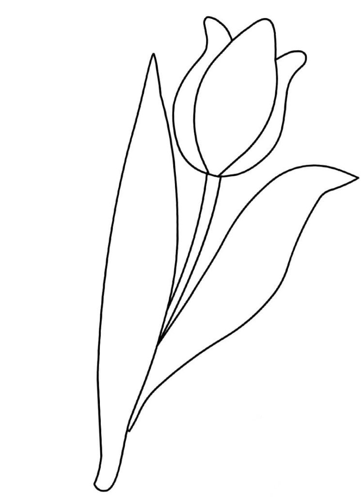 un tulipano
