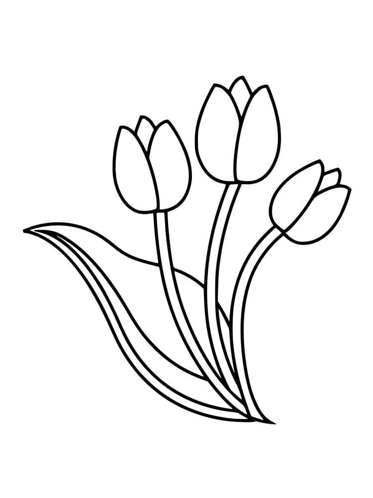 tre tulipani