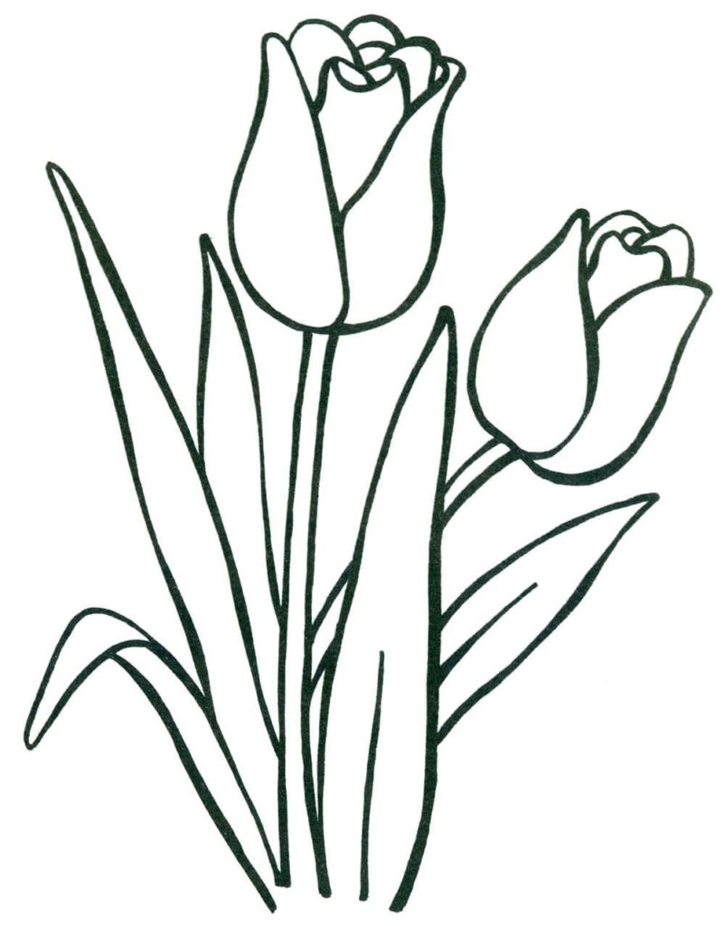 dos tulipanes