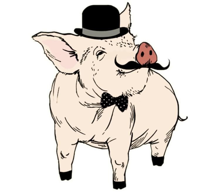 gentleman pig