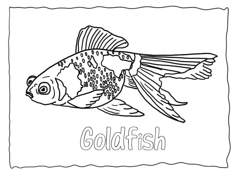 peixe dourado