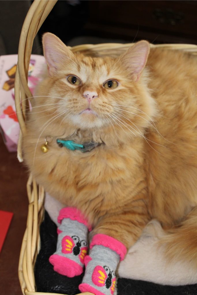 cat in socks