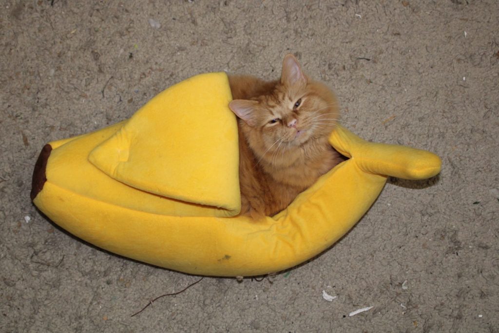 Gato rojo en un plátano