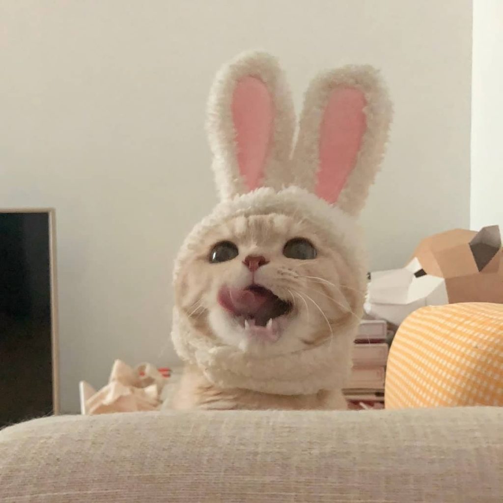 Cat with rabbit ears
