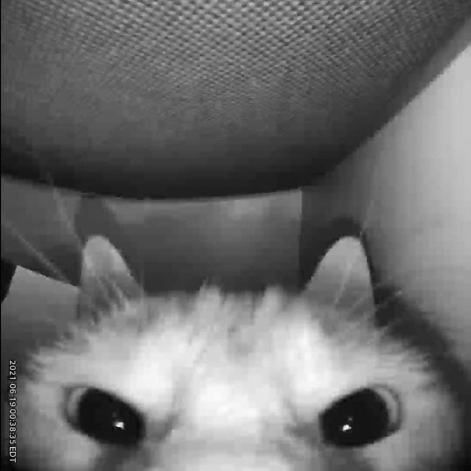 Katze von versteckter Kamera gefilmt