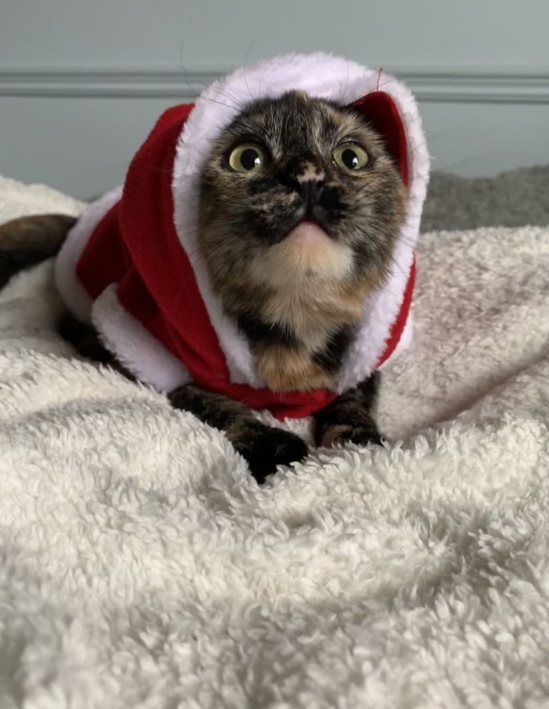 Weihnachtsmann-Katze