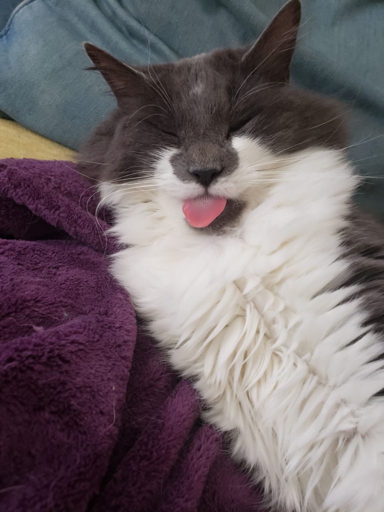 cat showing tongue