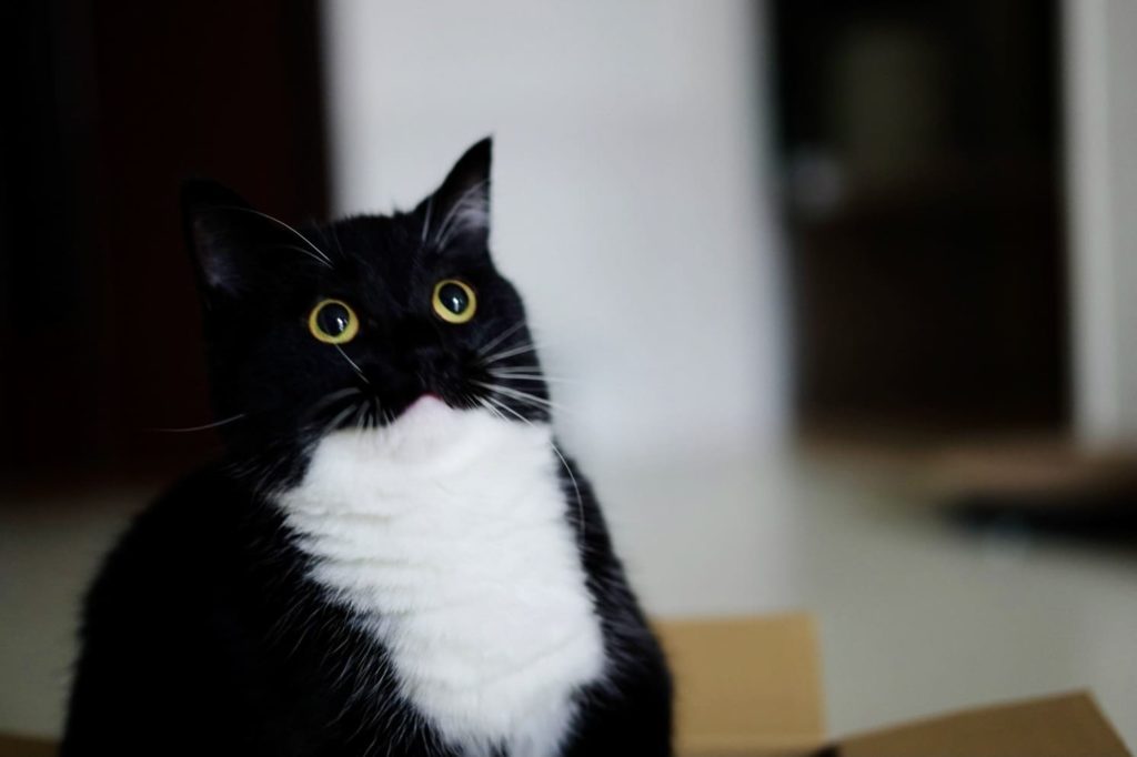 Katze mit einem überraschten Blick