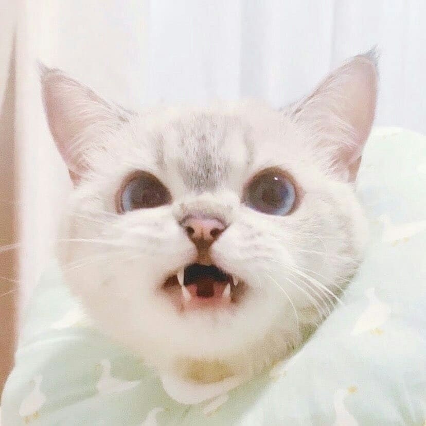 Смешная мордочка кошки