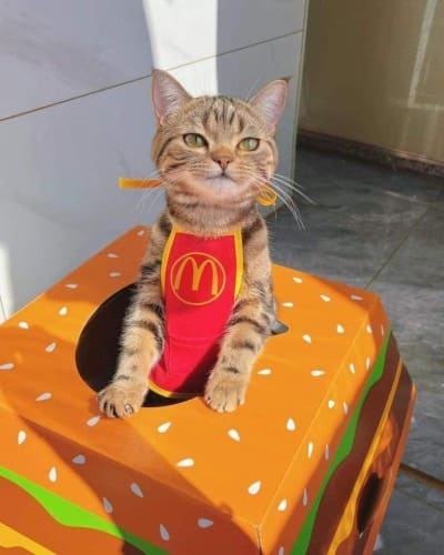McDonald's Katze