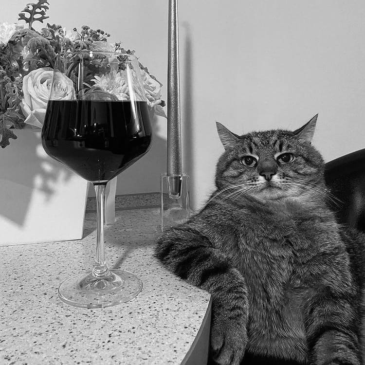 Katze und ein Glas Wein