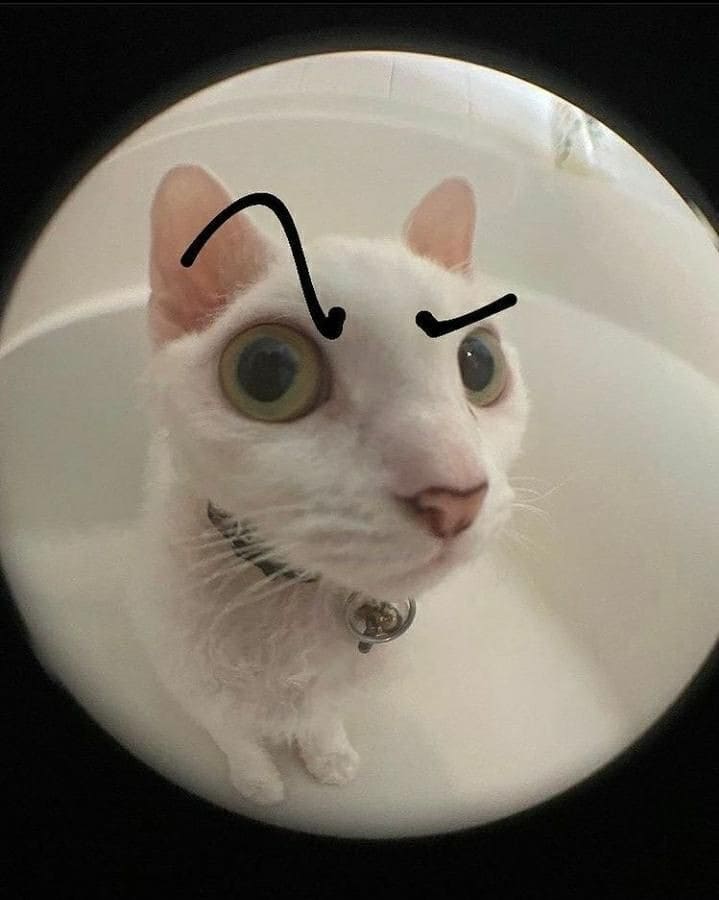 cat with eyebrows
