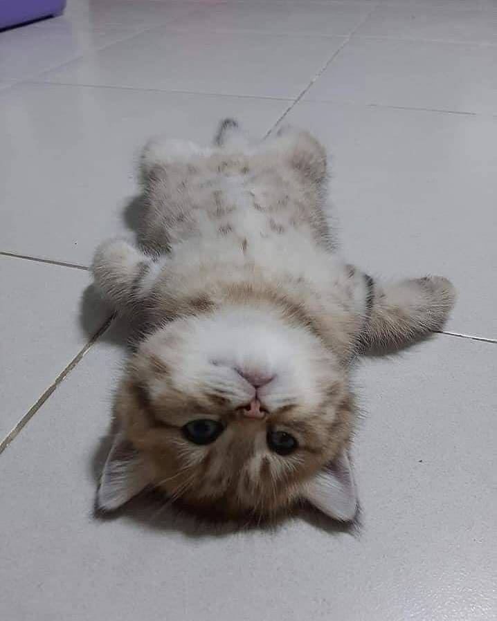 Котенок смешно лежит на полу