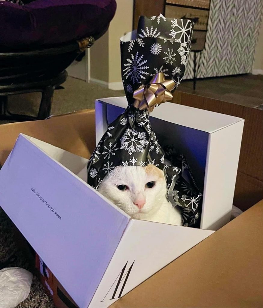 Katzengeschenk zu Weihnachten