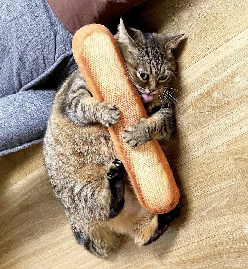 gato con un pan