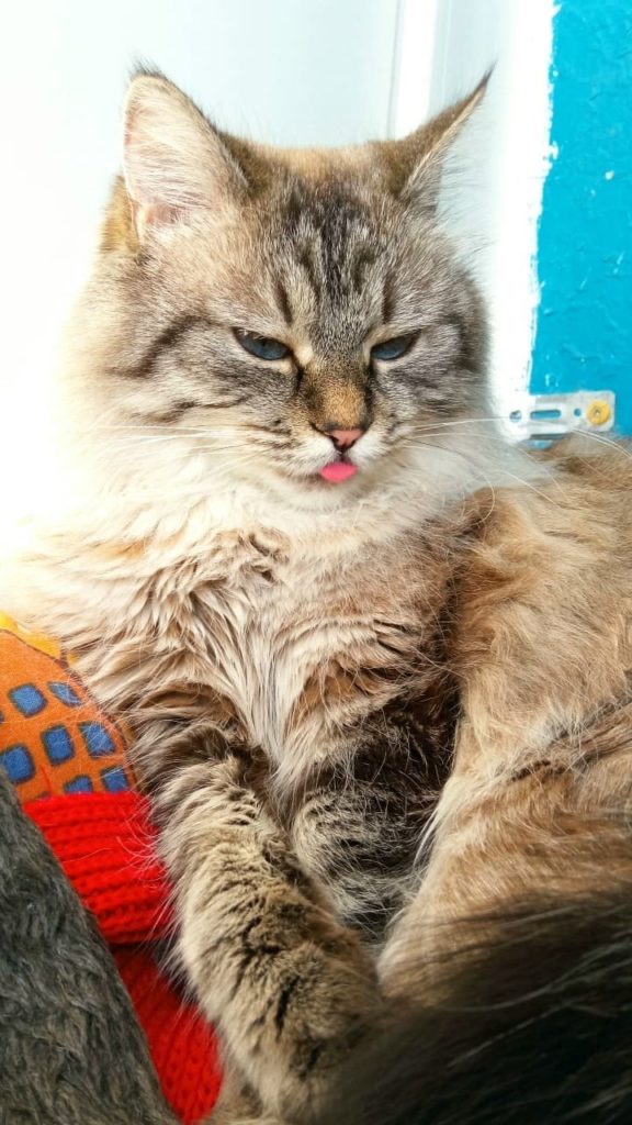 gato con lengua