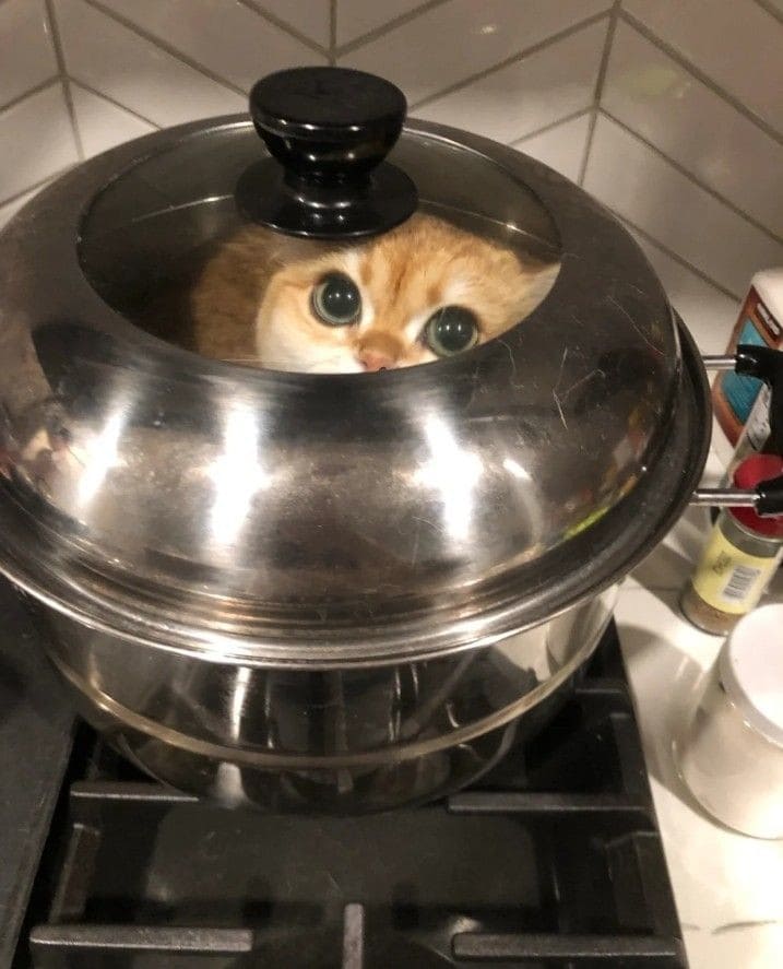 Cat in a pot