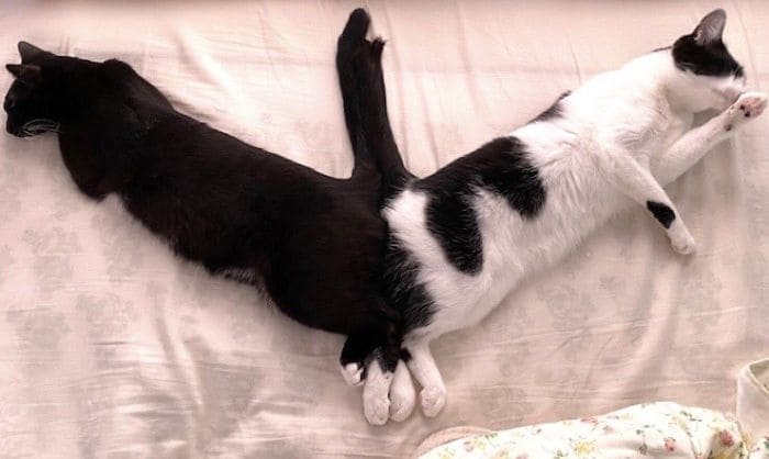 Two cats are lying