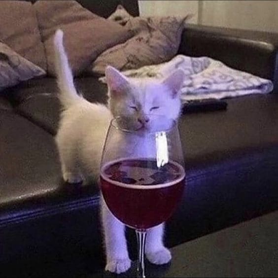Gatito olfateando vino