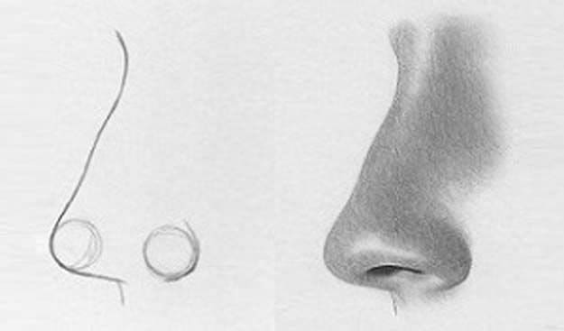 Nose in profile reference