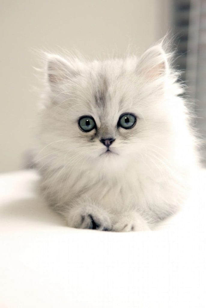 Белый пушистый кот