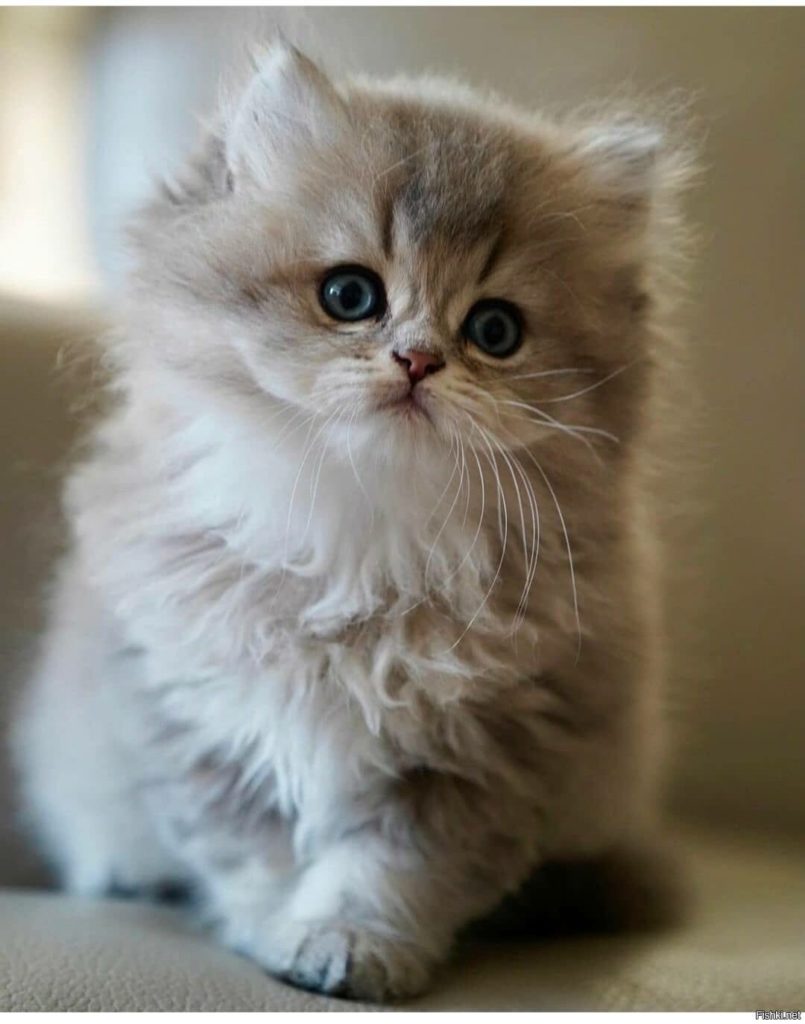 Cute fluffy kitten