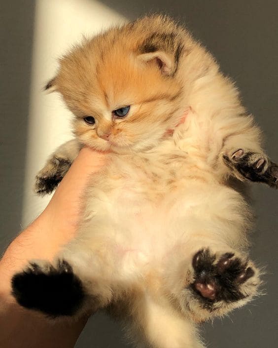 Fat cute kitten