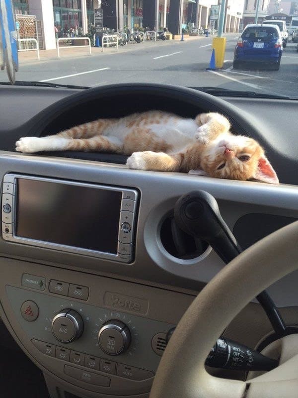 gatito duerme en el coche