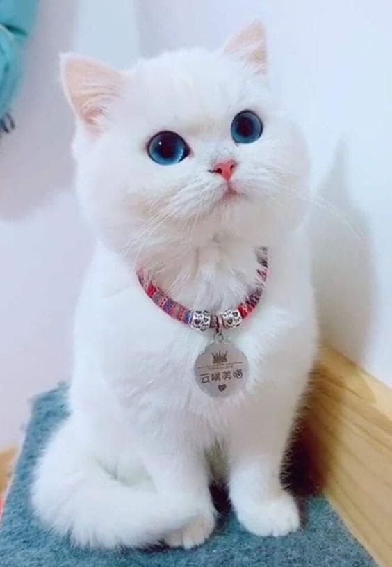 Gatinho branco com olhos azuis
