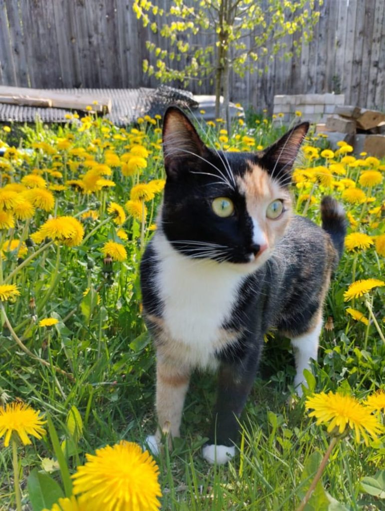Gatito multicolor en el campo.