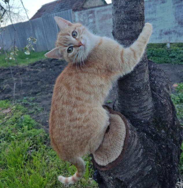 Gato em uma árvore