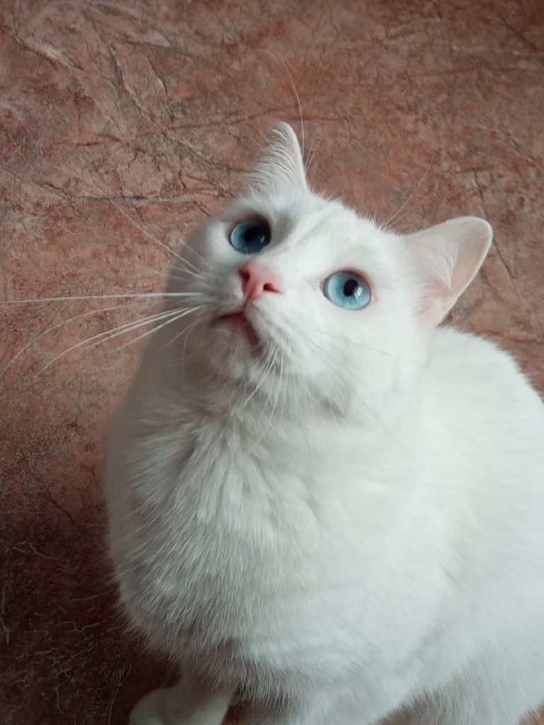 Gato branco com olhos azuis