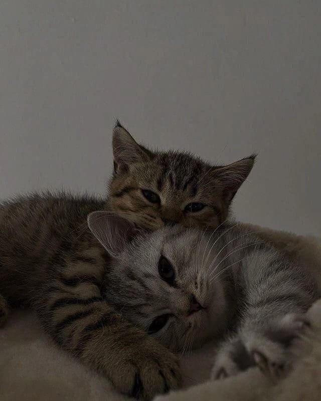 Dois gatinhos fofos