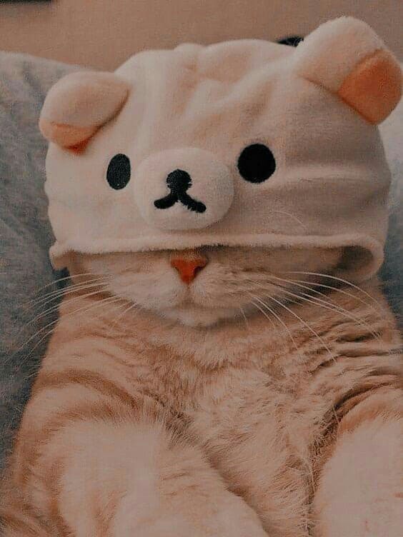 Kitten in a hat