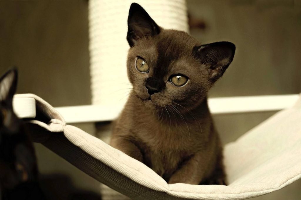 Black thoroughbred kitten