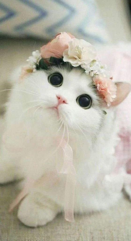 White kitten girl
