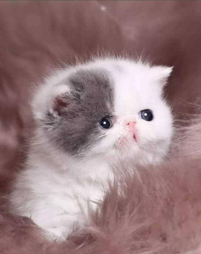 gatito persa