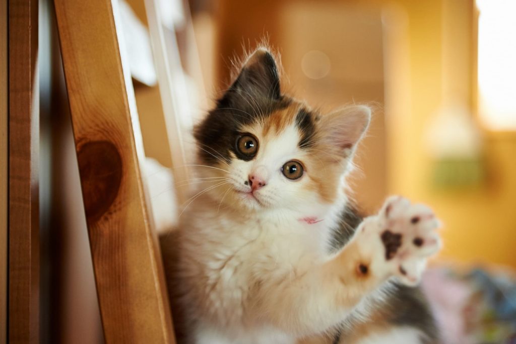Kitten showing paw