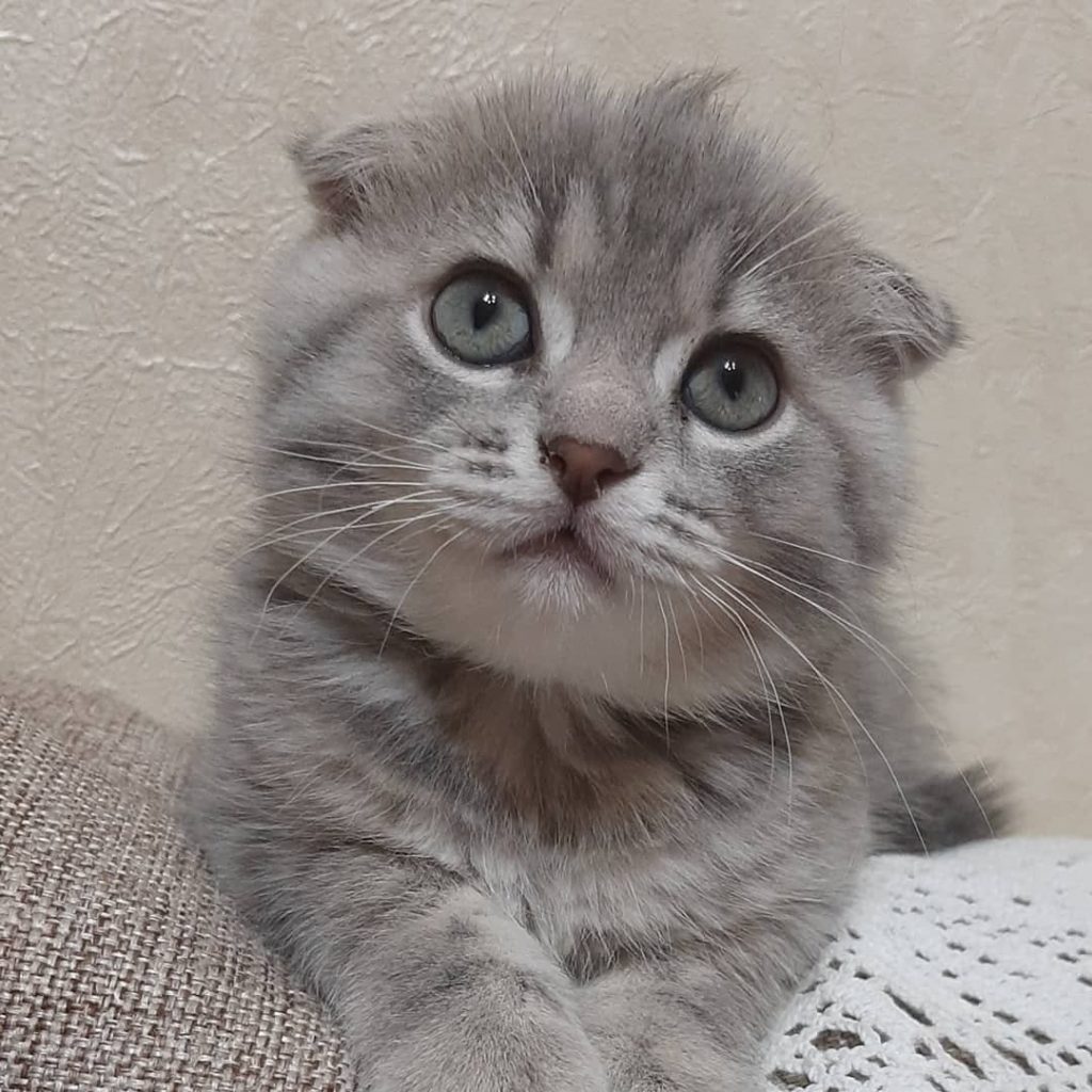 Lop-eared kitten