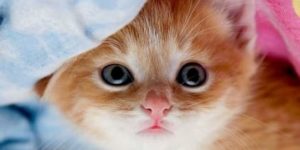 Os gatinhos mais fofos (50 Fotos)