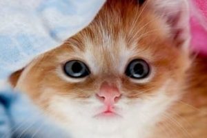 Very Cute Kitty Pictures (50 Photos)